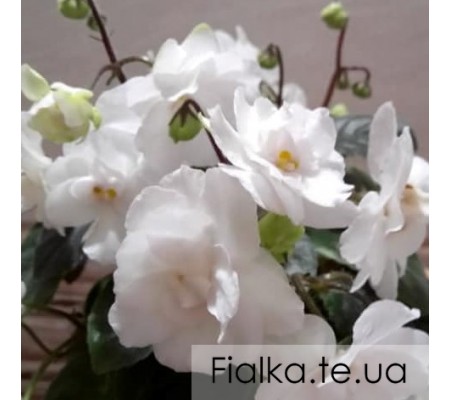 DS-Невеста 547